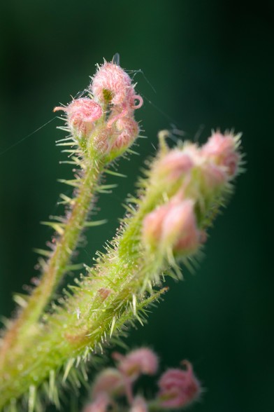 Extreme close-up of unfurling, new shoots on a bramble plant - gren stems covered in fine, soft spines, and curled-up leaves at the tips still soft and pink, with what look like tiny spherical droplets on the points of the spines.