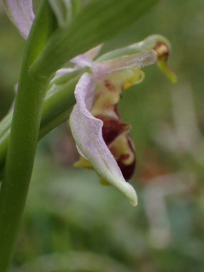 Bee Orchid flower (side view). Orchid flowers have a hood at the top, petals projecting sideways, the wings, and a complex lower part the lip, used as a landing area by pollinators. The hood and wings of Bee Orchids are a light lilac, the bulk of the lip is a deep rich burgundy.