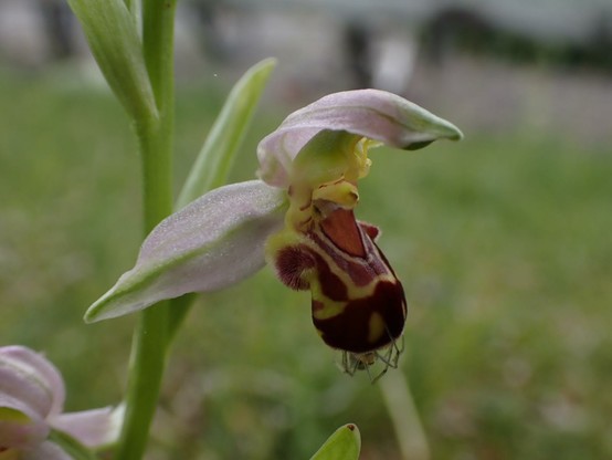Bee Orchid flower (oblique view). Orchid flowers have a hood at the top, petals projecting sideways, the wings, and a complex lower part the lip, used as a landing area by pollinators. The hood and wings of Bee Orchids are a light lilac, the bulk of the lip is a deep rich burgundy.