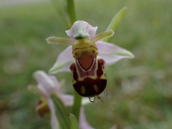 Bee Orchid flower (front view). Orchid flowers have a hood at the top, petals projecting sideways, the wings, and a complex lower part the lip, used as a landing area by pollinators. The hood and wings of Bee Orchids are a light lilac, the bulk of the lip is a deep rich burgundy.