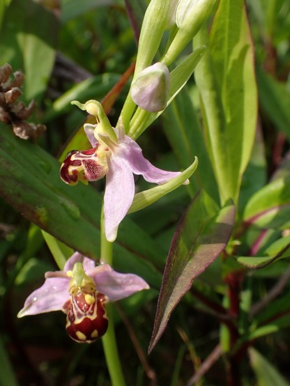 Bee Orchid flowering spike with two flowers, one seen in profile, the other from the front. Orchid flowers have a hood at the top, petals projecting sideways, the wings, and a complex lower part the lip, used as a landing area by pollinators. The hood and wings of Bee Orchids are a light lilac, the bulk of the lip is a deep rich burgundy.
