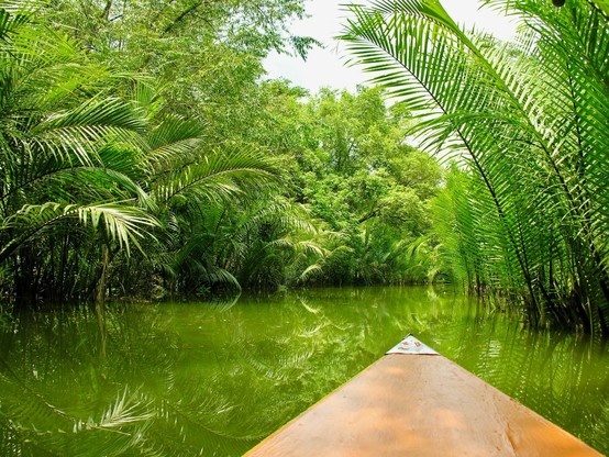 View from a canoe moving through a narrow, calm waterway surrounded by dense tropical vegetation. Palm fronds and trees lean over the water from both sides, creating a green tunnel effect. The water reflects the surrounding plants. Only the tip of the wooden canoe is visible at the bottom center of the frame.