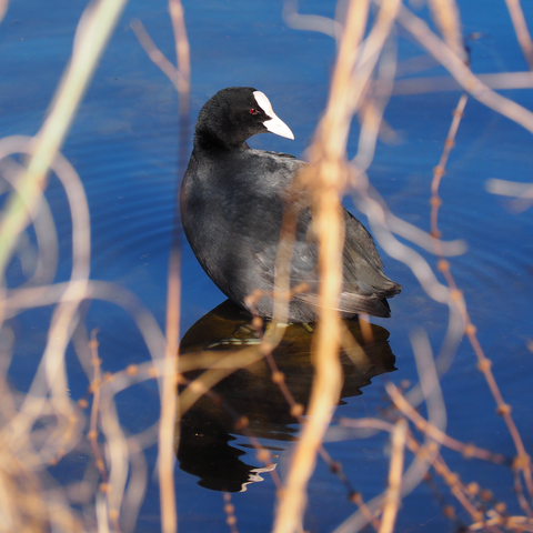 Zwischen trockenen Zweigen hindurch schaut sich ein Blässhuhn zum Fotografen um. Im Wasser spiegelt sich der blaue Himmel und der Vogel.