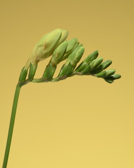 Yellow freesia flower on a yellow background