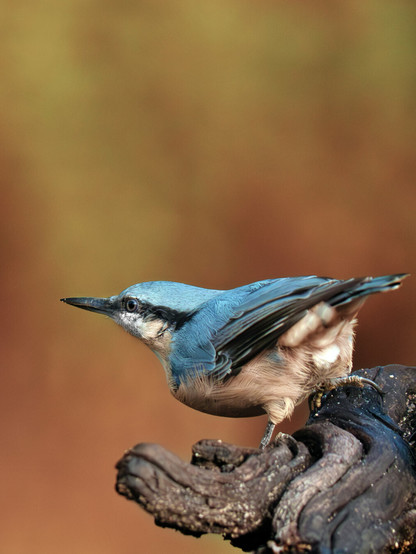 𝗣𝗶𝗰𝘁𝘂𝗿𝗲 𝗗𝗲𝘀𝗰𝗿𝗶𝗽𝘁𝗶𝗼𝗻 (𝗘𝗻𝗴): An Eurasian Nuthatch in its typical crouching pose, though not upside down, on an old tree trunk. The image has a beautiful out-of-focus golden background.

𝗗𝗲𝘀𝗰𝗿𝗶𝗽𝗰𝗶𝗼́𝗻 (𝗘𝘀𝗽): Un trepador azul en su típica pose agazapado, aunque no invertido, sobre un viejo tronco de árbol. La imagen tiene un bonito fondo dorado desenfocado.