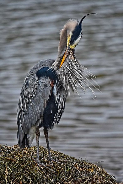 Blue Heron today #blueheron #birdsofmastodon #bird #nature #naturephotography #photography #photo #heron #washington