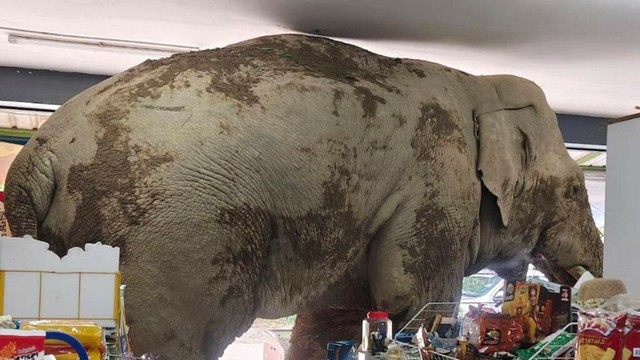 A hungry wild elephant raids a grocery store for snacks in Thailand