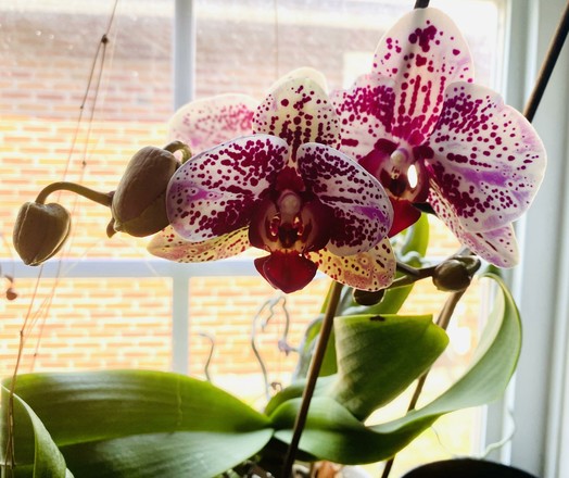 A close-up of a vibrant orchid plant featuring two large blooms with white and purple speckles, alongside several burgeoning buds.