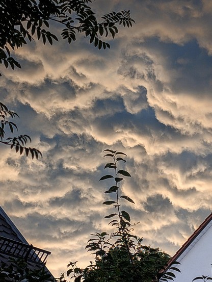 Dramatisch strukturierte Mammatuswolken bei Sonnenuntergang über zwei Hausdächern, mit silhouettierten Blättern und Zweigen im Vordergrund.
/ Dramatically structured mammatus clouds at sunset above two rooftops, with silhouetted leaves and branches in the foreground.
Foto by Johann Seidl, Gartenpoet