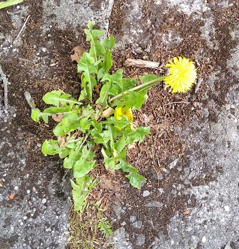 a dandelion growing in a crack in concrete pavement.