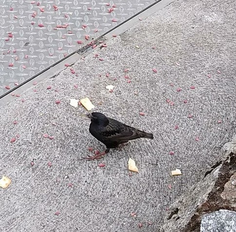 a single starling surrounded by peanuts and broken crackers.