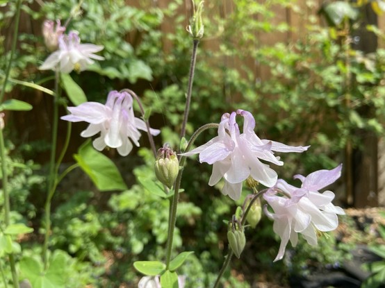 Four common columbine flowers cross the frame diagonally from upper left. They're mostly white with touches of purple on the backs. They're facing down, so the "back" is facing up. Those pieces at the back always look to me like swans, gathering in a huddle around the stem.