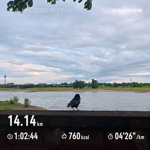 Krähe schaut auf den Rhein