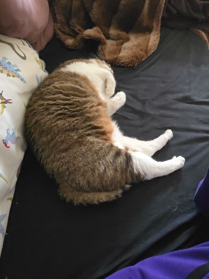 Cat Nasa