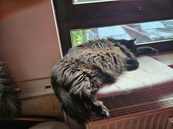 Black long-haired cat "Hope" dozing on a white plush board on a windowsill, one leg and the tail hanging over the edge of the board.