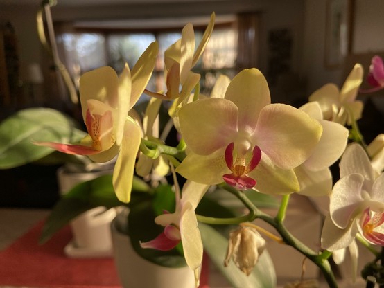A branch of small yellow orchids with purple center accents, in late evening sun. One is facing us directly and another is facing left.