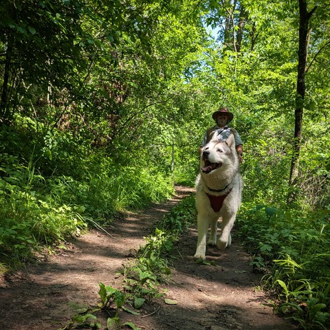 Zeena the husky leads Jeff down a dirt track through deciduous woods on a sunny day. Zeena is looking up and to the left with her mouth open in a happy, content smile. The trees and trail are a mixture of bright sunlight filtering through and dark shadows.