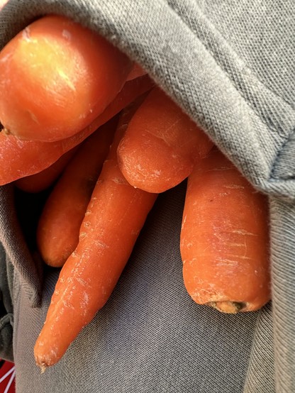 Uncut smaller carrots the alpacas can eat uncut, in my hoodie picket.