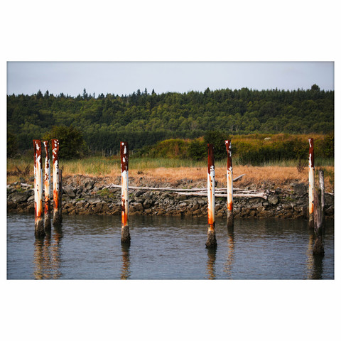 A row of tall, rusted metal pilings emerges from still water in front of a rocky shoreline. The background shows dry grass, driftwood, and a dense green forest under overcast light.