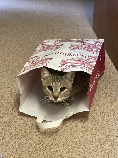 ALT

En la imagen, se observa un gato de pelaje gris y manchas negras sentado dentro de una bolsa de papel de la librería Waterstones. La bolsa, de color blanco con detalles en rojo, tiene el nombre de la librería impreso en ella. El gato está parcialmente oculto, con solo su cabeza y parte de su cuerpo visible, mirando directamente hacia la cámara. La bolsa está colocada sobre un suelo de color beige con un patrón de pequeños puntos. El gato parece estar cómodo y curioso, con los ojos bien abiertos y las orejas erguidas. La escena sugiere un ambiente tranquilo, posiblemente en un espacio interno como una librería o un pasillo.
