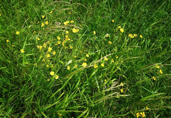 some yellow wildflowers in grass unmowed grass.
