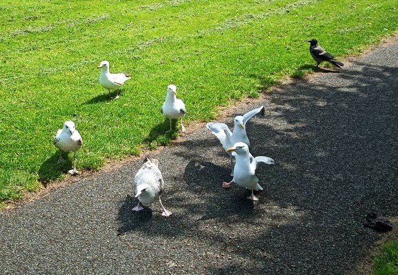6 seagulls scare off crows on path through greenspace who food was dropped for.