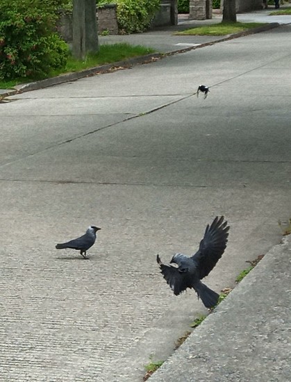 1 jackdaw on quie road as second swoops in and a magpie flies fast to get in on dropped food.