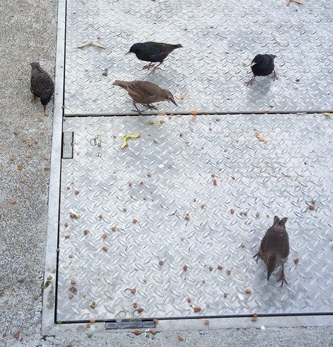 5 starlings arrive for dropped food.
