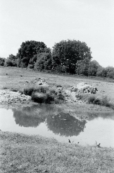 Reflection of the trees on the pond