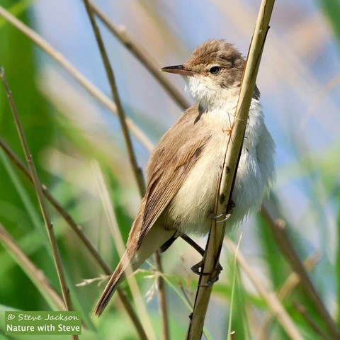 Photo of a Reed Warbler perched on a brown reed stem, with more stems and green leaves in the background. The bird is perched on the other side of the stem, with his body towards the right of the image but his head turned to the left (so that only a part of the back of his head is hidden by the stem). His head is brown, except for the throat and the front of the neck which are whitish. That whitish colour continues down the chest, the belly and the underside of the tail, with the flanks shaded with a very pale brown or buff. The upperparts of the bird's body - the 'shoulders', back, wings and the top of the tail, are brown. The eye is brown with a black pupil; the beak too is brown, the upper part being darker than the lower part. The legs and feet, mostly hidden or in shadow, are dark in colour.