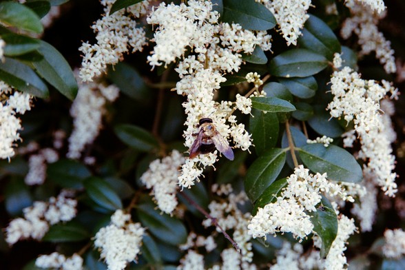 A close up of a honeybee gathering whatever honeybees gather on a pile of small white flowers

Nikon FM3A | Nikon 28-105 | Kodak Ultramax 400 400

Home developed in Cinestill C-41 Stock