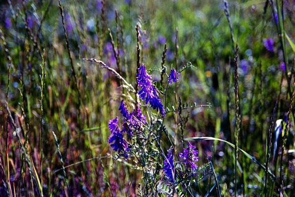 Small purple wildflowers growing in the grass

Nikon FM3A | Nikon 28-105 | Kodak Ultramax 400 400

Home developed in Cinestill C-41 Stock