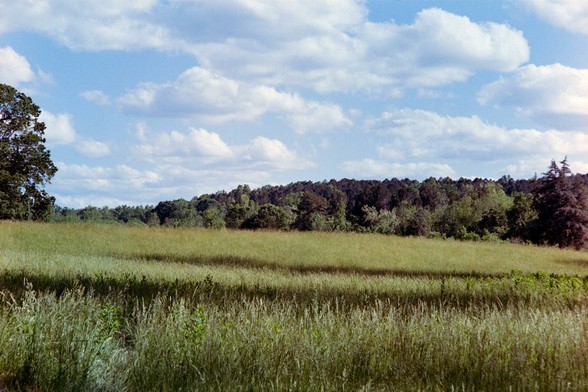 A field of tall grass with a few shadows from clouds on it. A line of trees on the horizon and a blue sky partially filled with puffy white clouds

Nikon FM3A | Nikon 28-105 | Kodak Gold 200 200

Home developed in Cinestill C-41 Stock