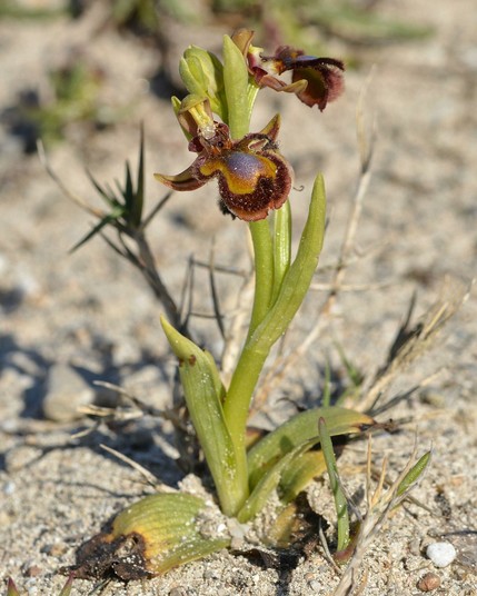 A photo of a mirror orchid in flower growing out of sand.