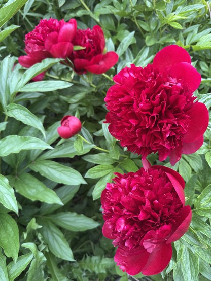 Several scarlet peony flowers in full bloom, and one small scarlet bud, all in contrast against the solid green background of peony leaves.