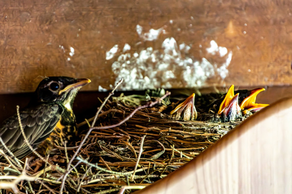 Four baby robin bird in a nest. One appears much older than the others and is in fact living on the side of the nest while its smaller siblings take up the nest proper.