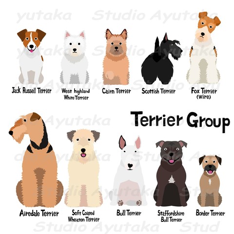 a clipart bundle of various types of Terriers.