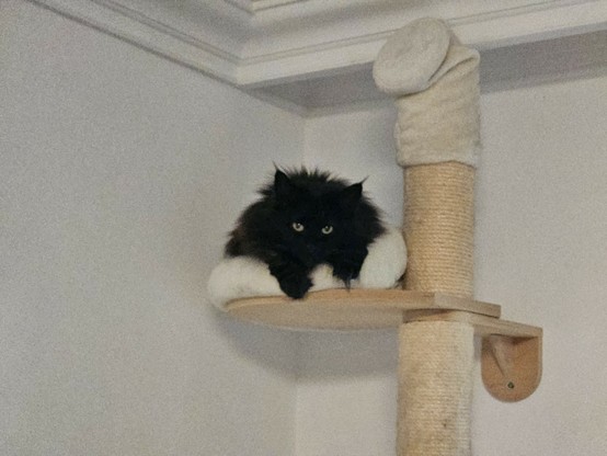 Black long-haired cat "Hope" crouching on a beige cat bed on a scratch post, looking curious at the camera.