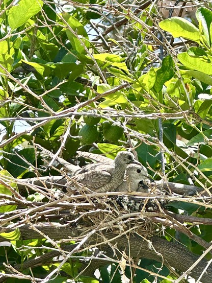 Mexican lime tree with a cluster of limes in center, about 2 weeks away from ripe. Directly below, a very tiny nest in a tangle of dead branches and a family of 3 birds, 2 babies with Mama Inca Pigeon. All looking at me and not moving. They are brown and gray and blend in with the dead branches and twigs.