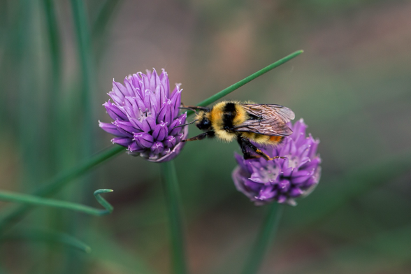 A bee climbing from one chive flower to another.