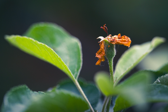A blossom on an apple tree.  The petals are drying and dying off.