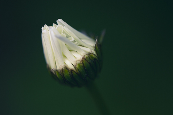 A daisy bud about to open, shot very close up, on a green background.