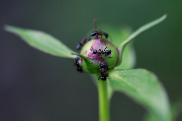 Ants busy on a peony bud, shot up close with a macro lens.