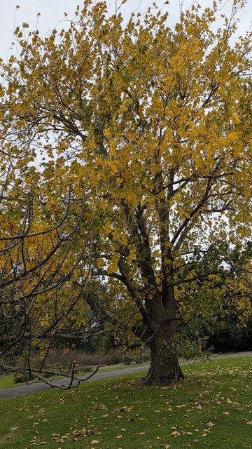 The leaves on this tree are a distinct shade of yellow.