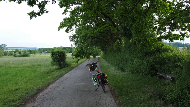 Ein buntes Fahrrad auf einer schmalen Straße unter einem Baum. Ein Hast hängt herab bis in Kopfhöhe