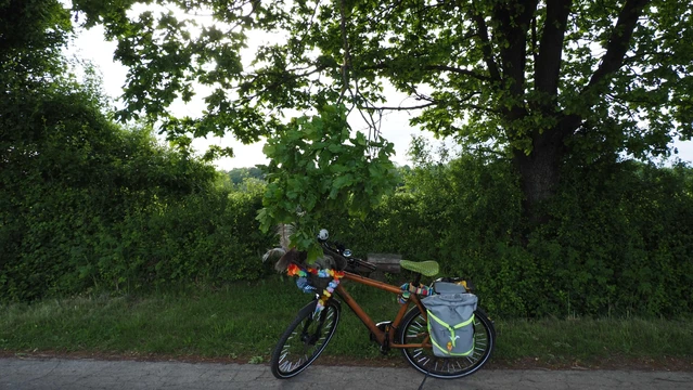 Ein buntes Fahrrad auf einer schmalen Straße unter einem Baum. Ein Hast hängt herab bis in Kopfhöhe