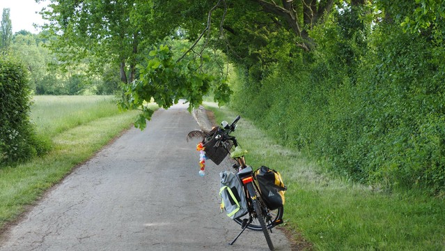 Ein buntes Fahrrad auf einer schmalen Straße unter einem Baum. Ein Hast hängt herab bis in Kopfhöhe