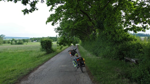 Ein buntes Fahrrad auf einer schmalen Straße unter einem Baum. Ein Hast hängt herab bis in Kopfhöhe