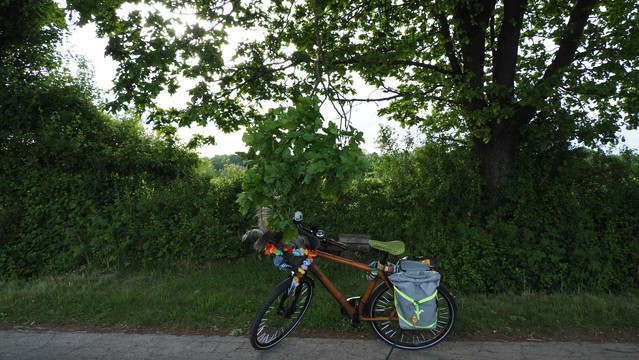 Ein buntes Fahrrad auf einer schmalen Straße unter einem Baum. Ein Hast hängt herab bis in Kopfhöhe