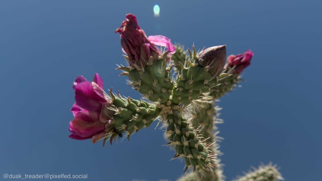 A close-up of a cactus with pink flowers against a clear blue sky. The cactus features spiky green stems and several buds.